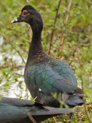 Muscovy Duck