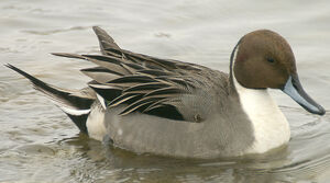 Northern Pintail 
&copy; Marie-Andr�e et Thierry B�cret