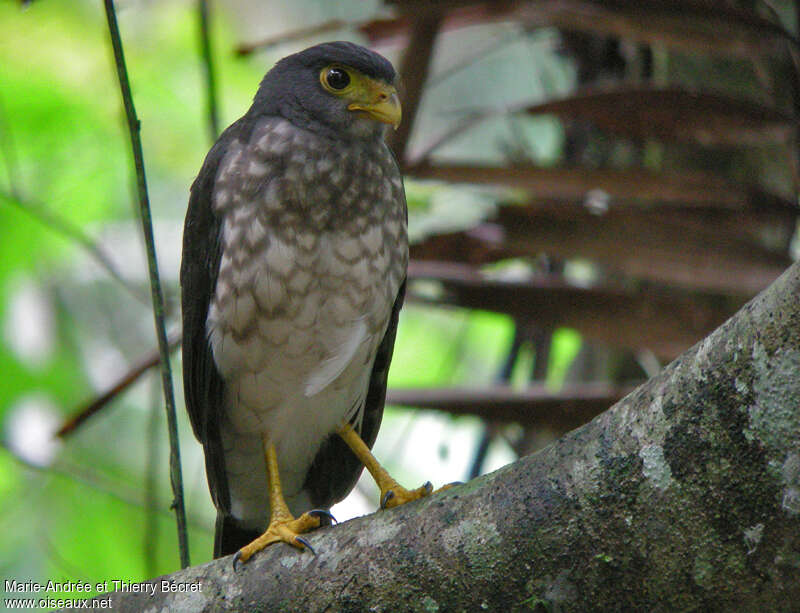Slaty-backed Forest Falcon, identification