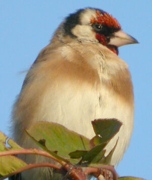 European Goldfinch