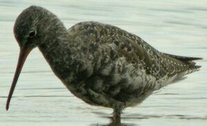 Spotted Redshank