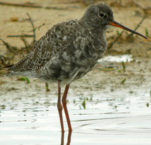 Spotted Redshank