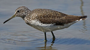 Green Sandpiper