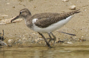 Common Sandpiper