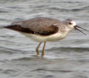 Marsh Sandpiper 
&copy; Marie-Andr�e et Thierry B�cret