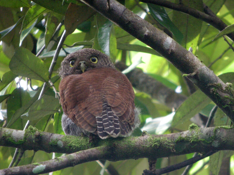 Chestnut-backed Owlet