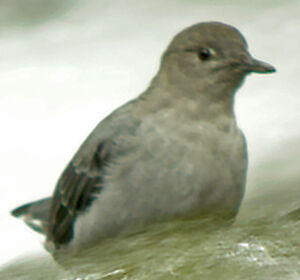 American Dipper