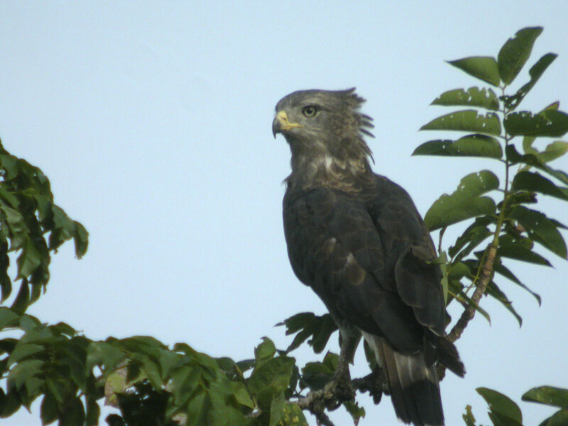 Western Banded Snake Eagle