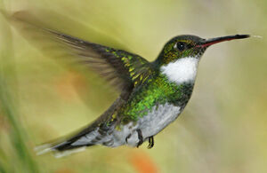 Colibri à gorge blanche