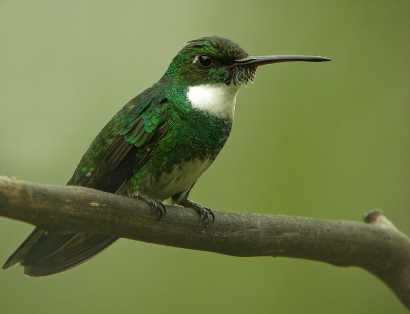 White-throated Hummingbird