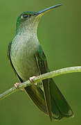 Colibri à queue bronzée