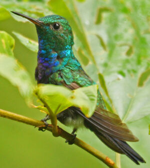 White-vented Plumeleteer