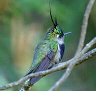 Green-crowned Plovercrest