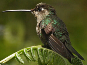 Magnificent Hummingbird