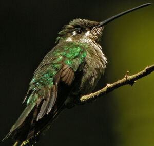 Magnificent Hummingbird