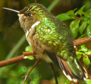 Colibri flammule
