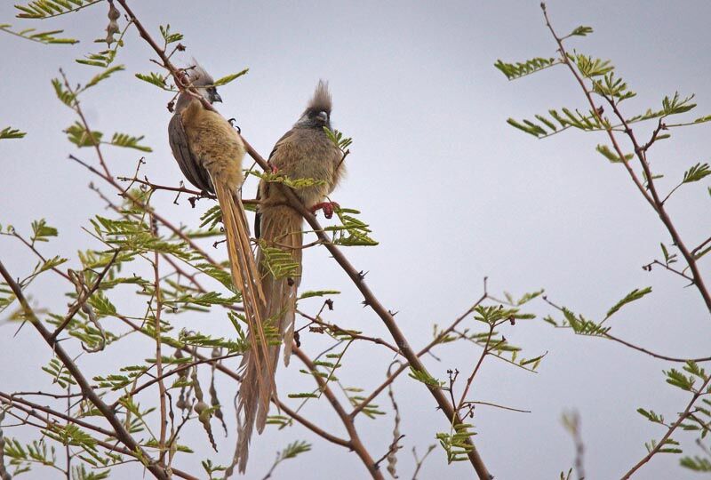 Speckled Mousebird