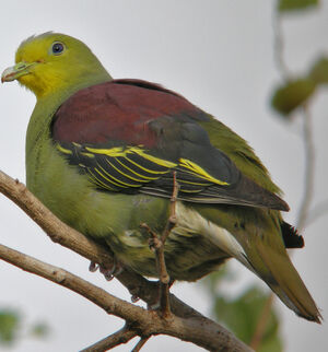Sri Lanka Green Pigeon