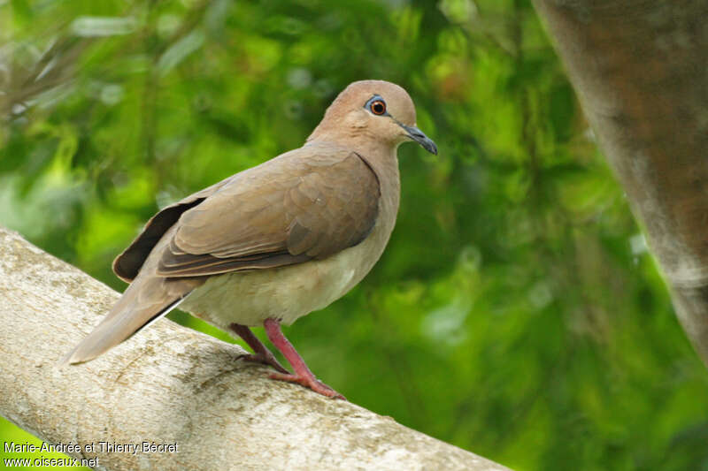 White-tipped Doveadult, identification