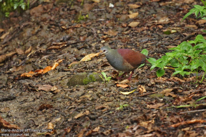 Buff-fronted Quail-Dove