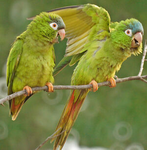 Conure à tête bleue