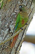 Blaze-winged Parakeet