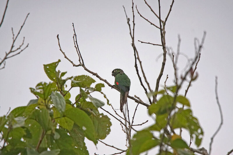 Maroon-tailed Parakeet, habitat
