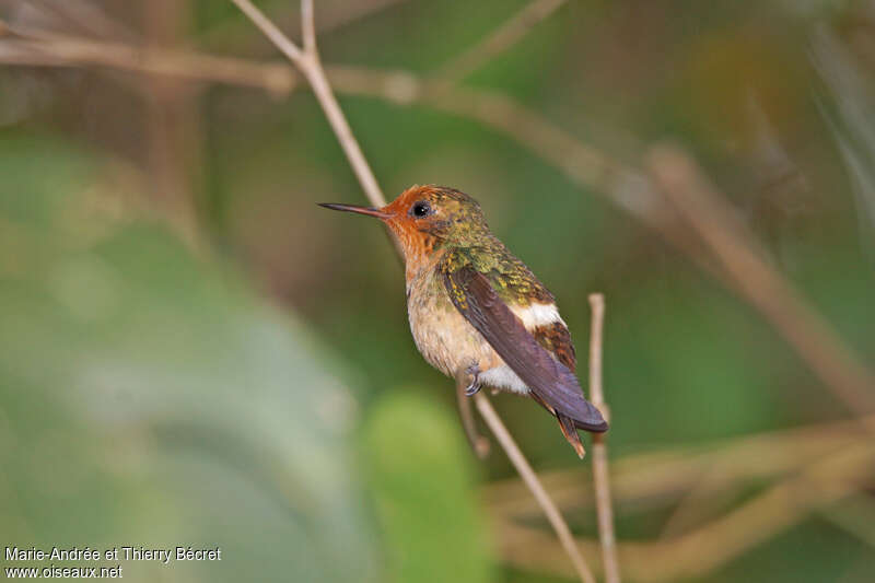 Rufous-crested Coquette female adult, identification
