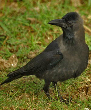 House Crow