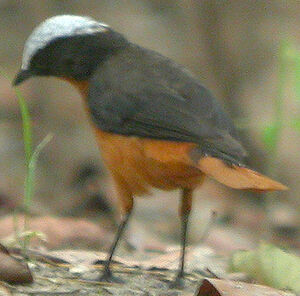 White-crowned Robin-Chat