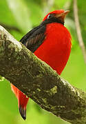 Black-necked Red Cotinga
