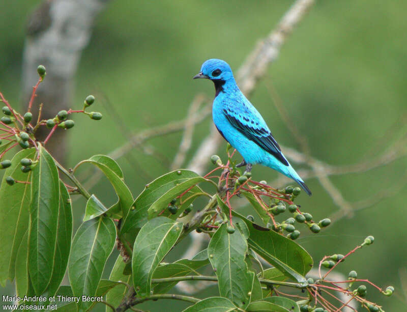 Blue Cotinga male