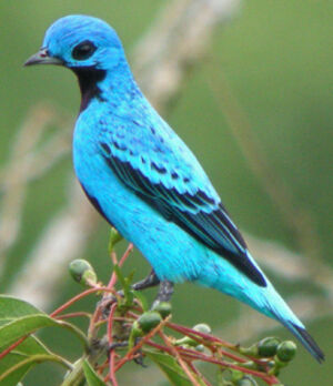 Blue Cotinga