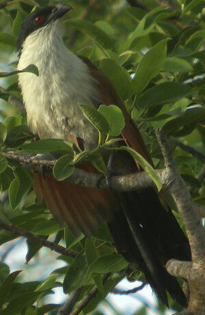 Senegal Coucal