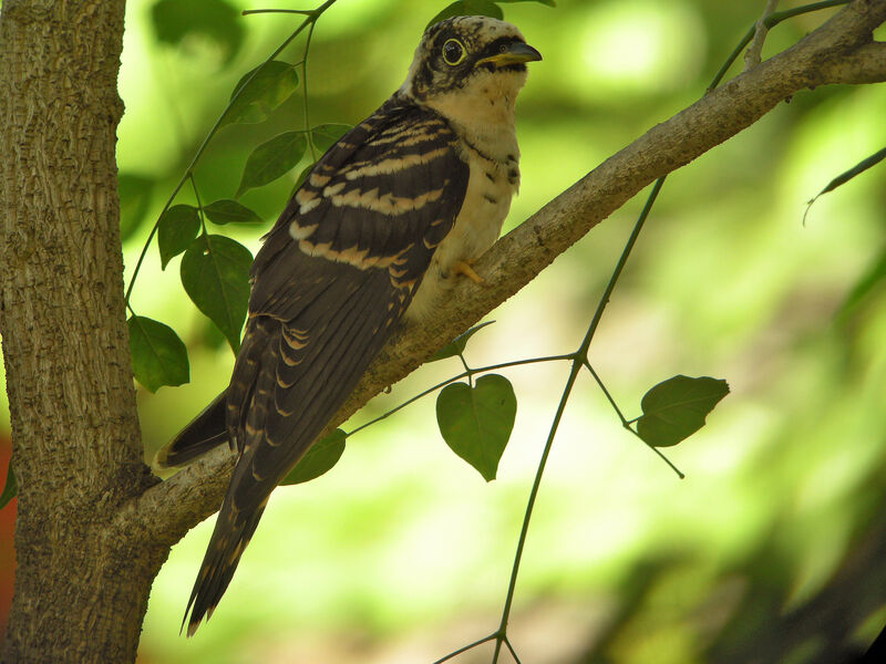 Indian Cuckoo, identification
