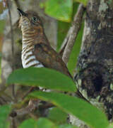 Rufous-throated Bronze Cuckoo