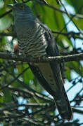 Madagascar Cuckoo