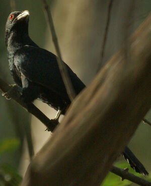 Asian Koel