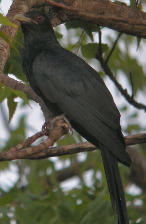 Asian Koel