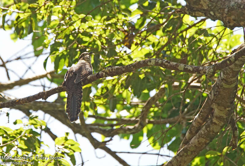 Barred Long-tailed Cuckoo