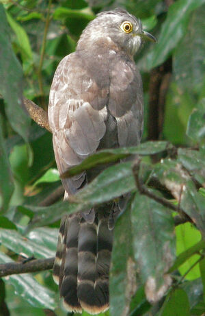 Common Hawk-Cuckoo