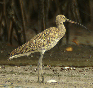 Eurasian Curlew 
&copy; Marie-Andr�e et Thierry B�cret