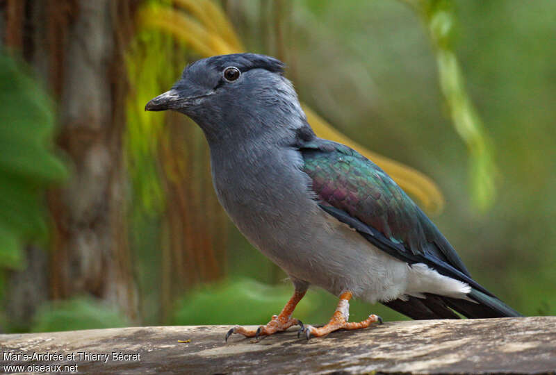 Cuckoo-roller male adult, identification