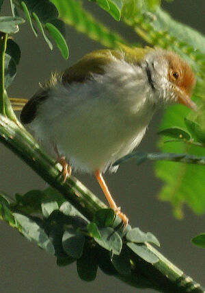 Common Tailorbird