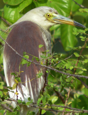 Indian Pond Heron