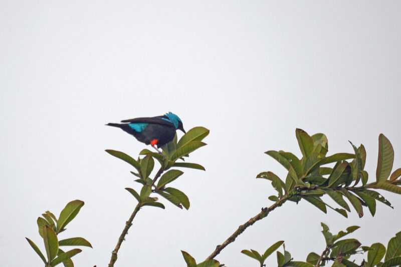 Scarlet-thighed Dacnis male