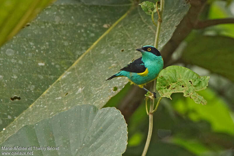 Yellow-tufted Dacnis male adult, close-up portrait