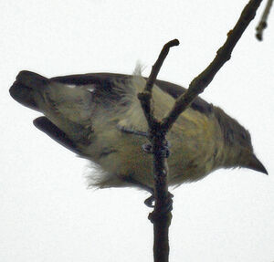 Pale-billed Flowerpecker