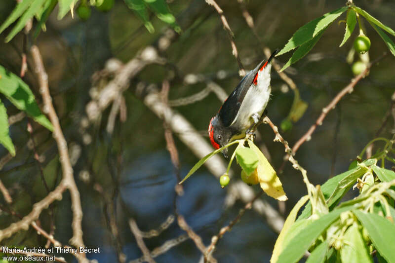 Scarlet-backed Flowerpecker male adult, habitat, pigmentation, Behaviour