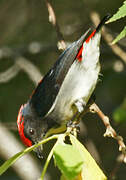 Scarlet-backed Flowerpecker
